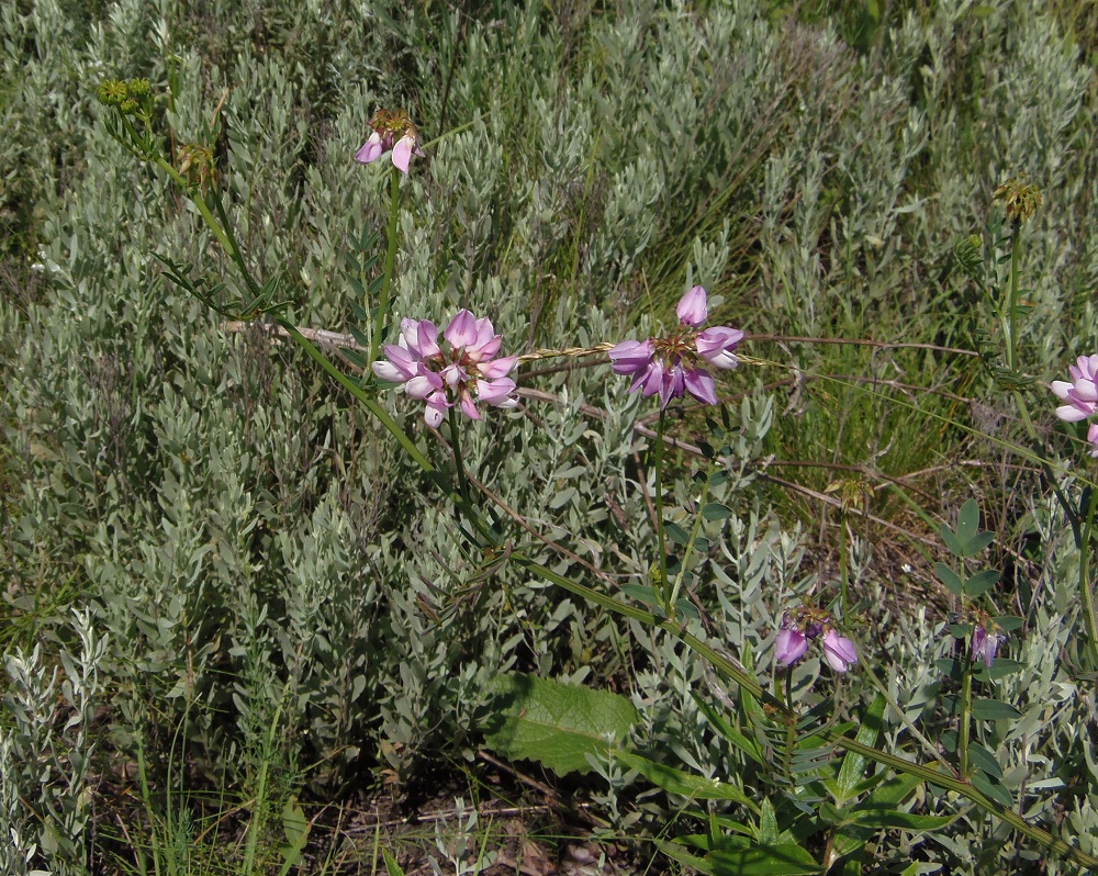 Image of Securigera varia specimen.