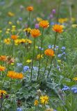 Смотреть изображение Trollius asiaticus