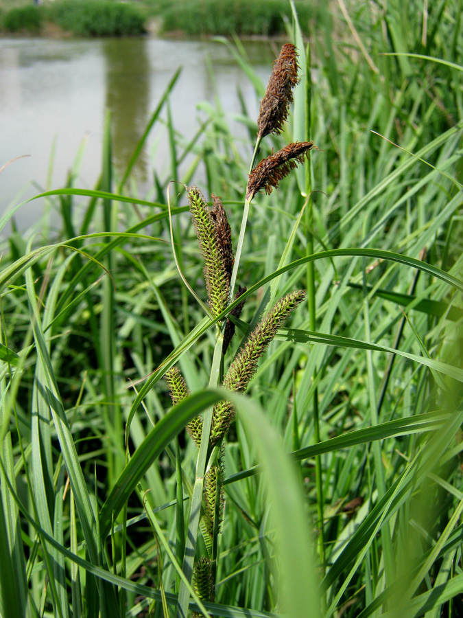 Image of Carex acutiformis specimen.