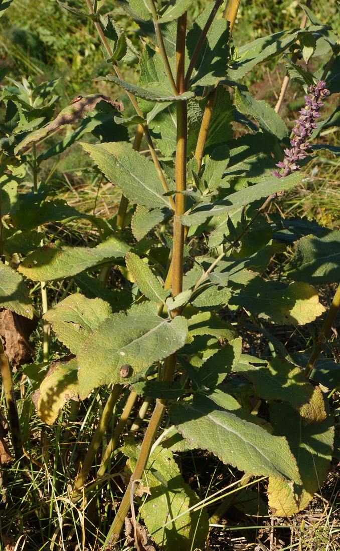 Image of Salvia deserta specimen.