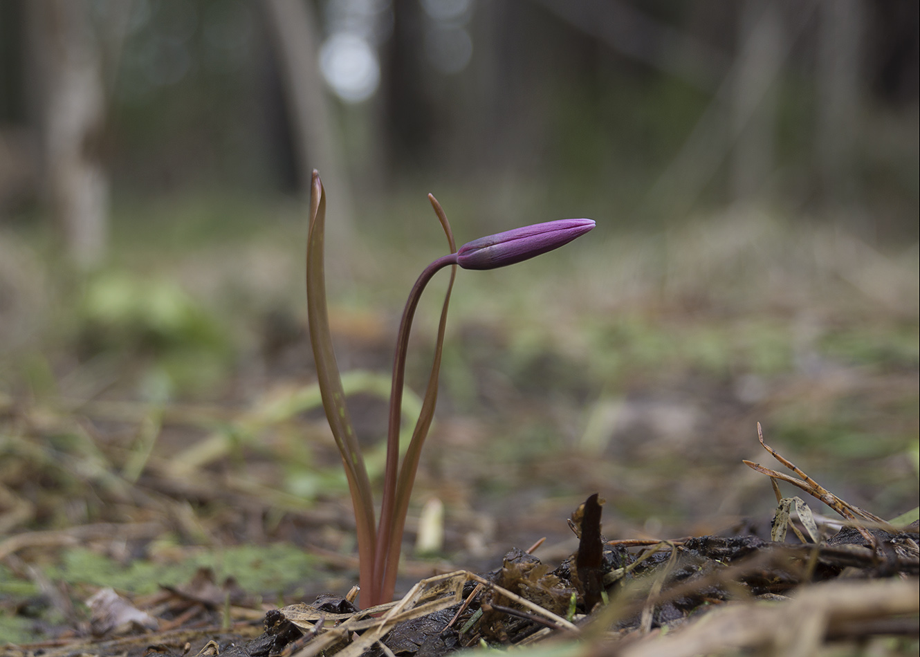 Image of Erythronium sibiricum specimen.