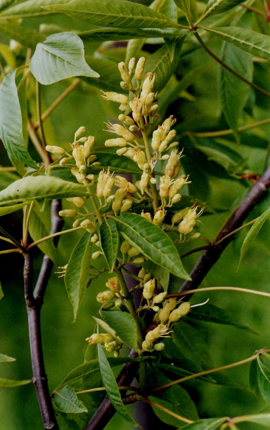 Image of Aesculus glabra specimen.