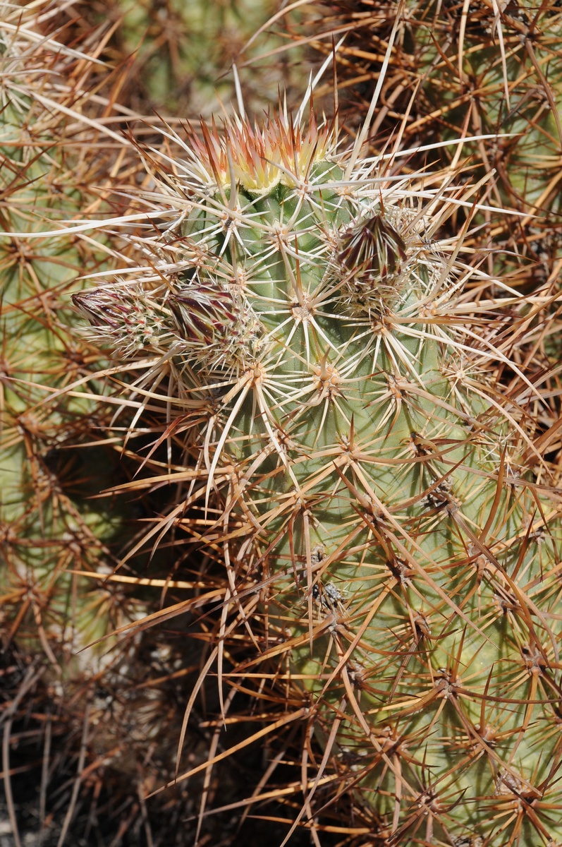 Image of Echinocereus engelmannii specimen.