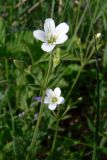 Cerastium pauciflorum. Верхушка цветущего растения. Свердловская обл., окр. г. Североуральск, опушка в сосново-еловом лесу. 10.06.2009.