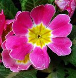 genus Primula