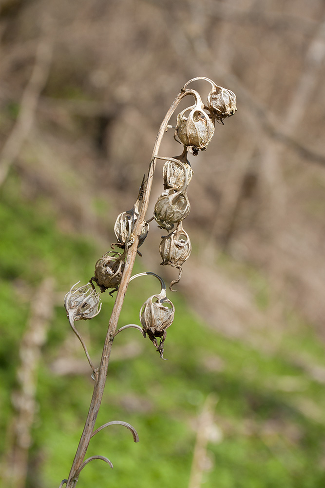 Image of Campanula latifolia specimen.