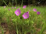 Geranium sanguineum. Цветущее растение. Ульяновское Заволжье, бывшая запретная полоса химскладов. 11.06.2017.