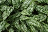 Pulmonaria officinalis. Листья после окончания цветения. Москва, Воронцовский парк, лужайка в дубовой роще, в культуре или одичавшее. 16.06.2017.