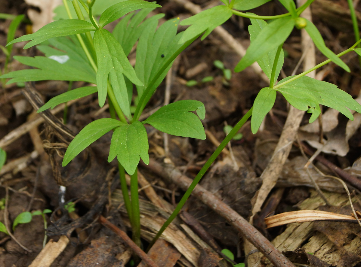 Image of genus Ranunculus specimen.