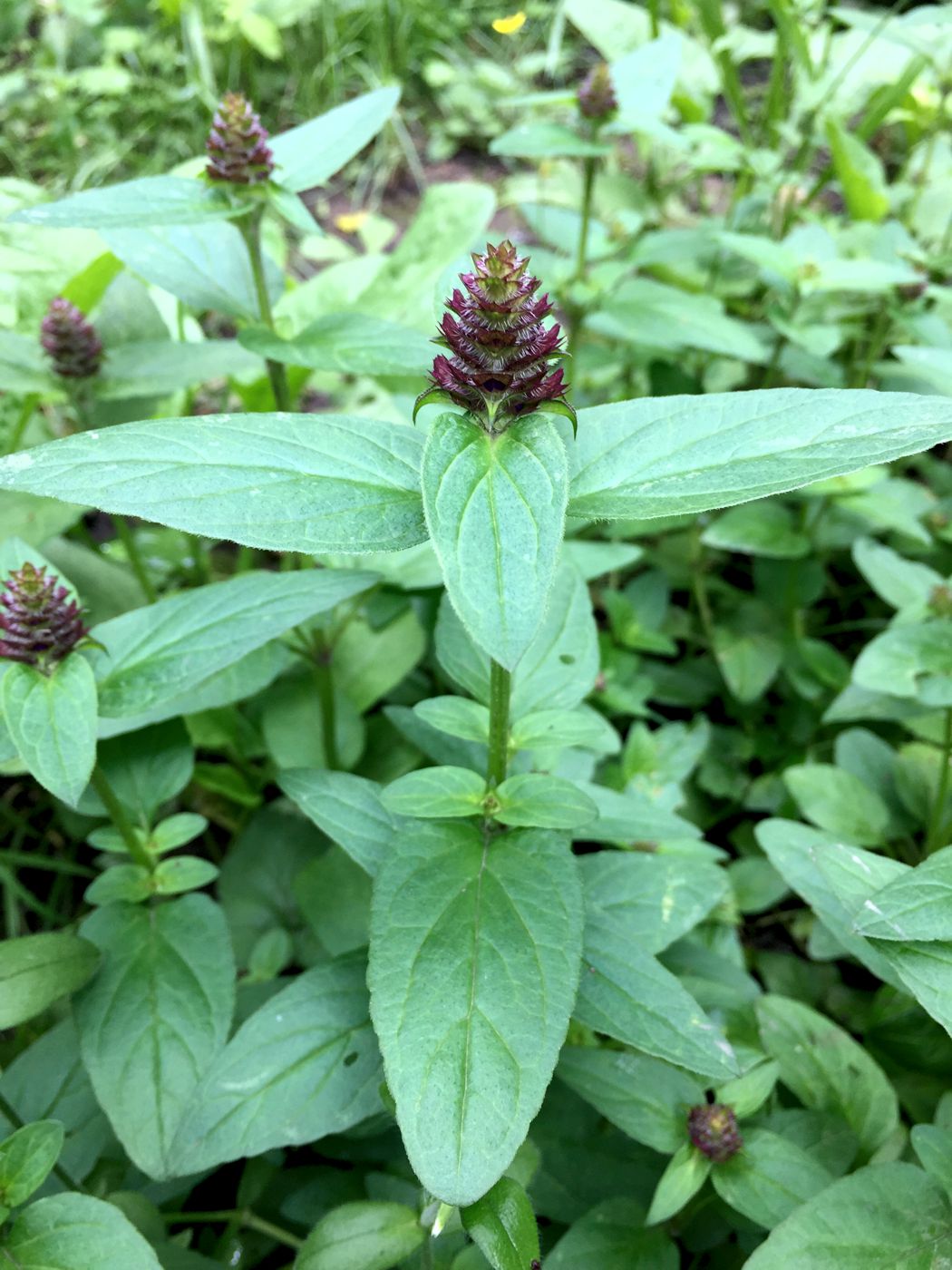 Image of Prunella vulgaris specimen.