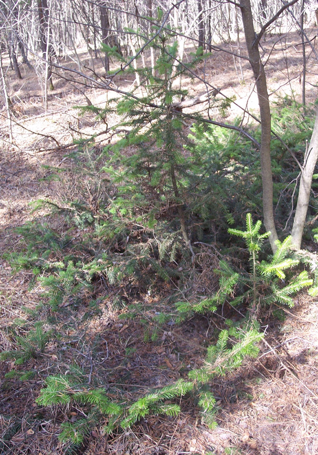 Image of Abies sibirica specimen.