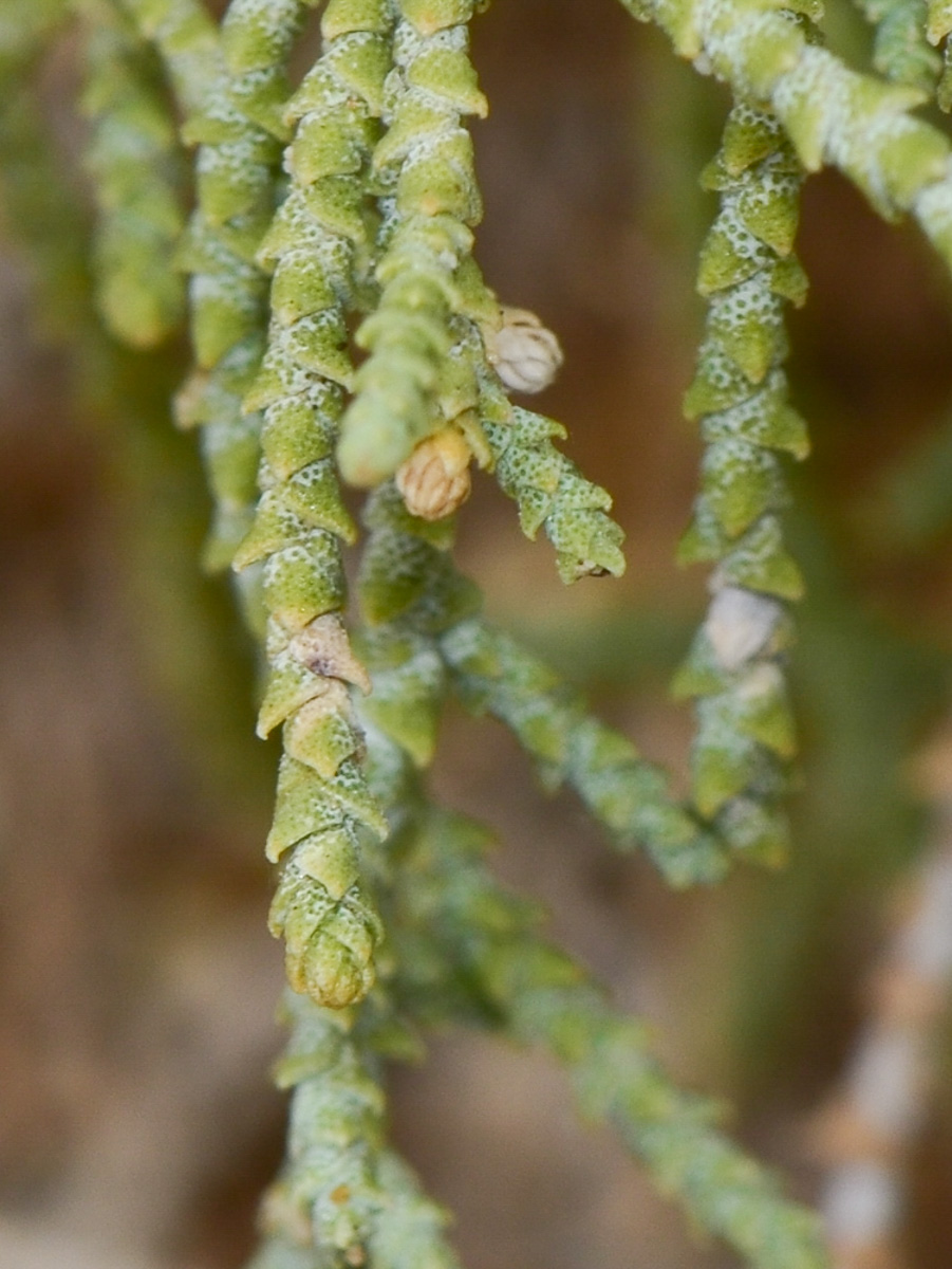 Image of Tamarix passerinoides specimen.