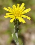 genus Hieracium