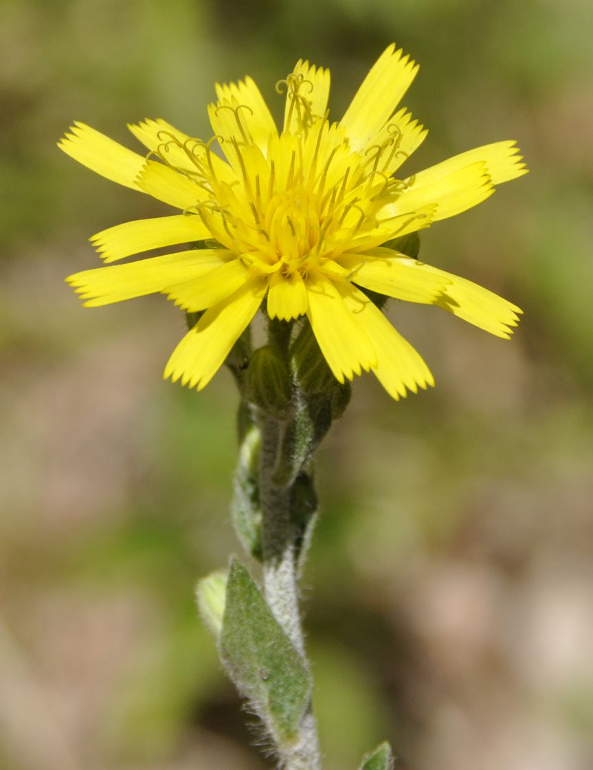 Изображение особи род Hieracium.