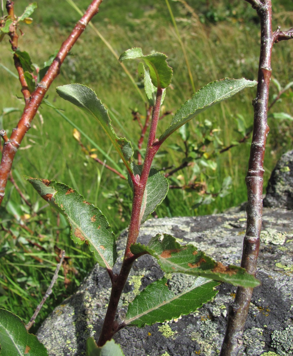 Изображение особи Salix kuznetzowii.