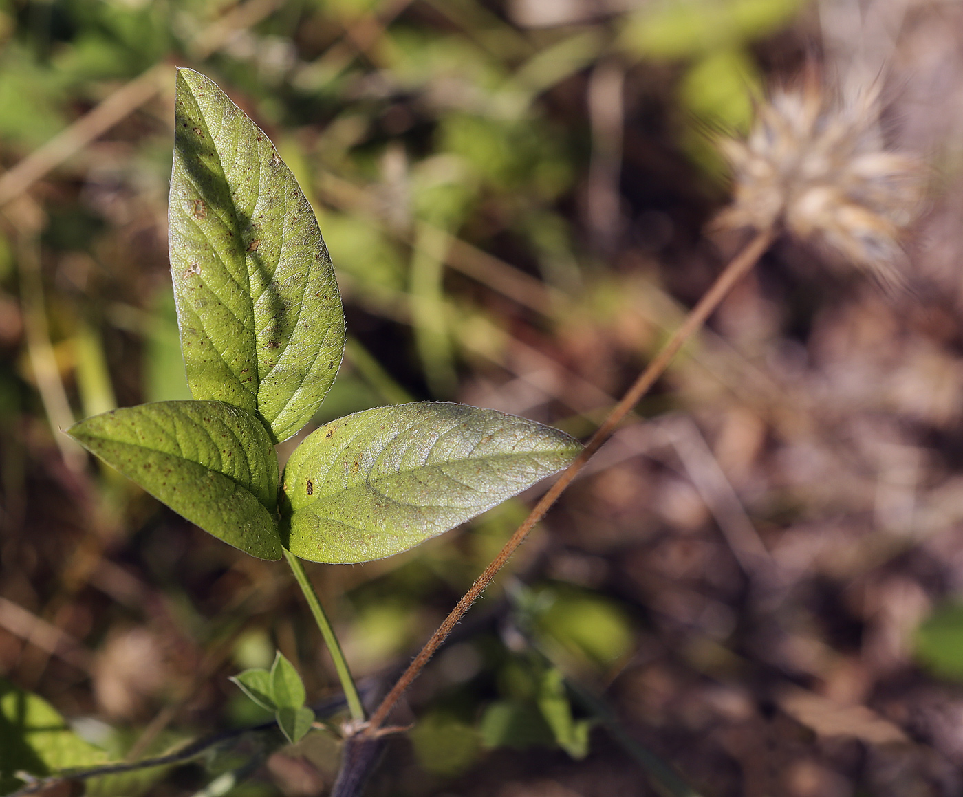 Image of Psoralea bituminosa ssp. pontica specimen.