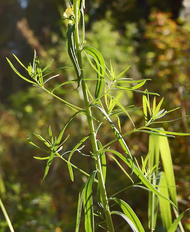 Image of Linaria vulgaris specimen.