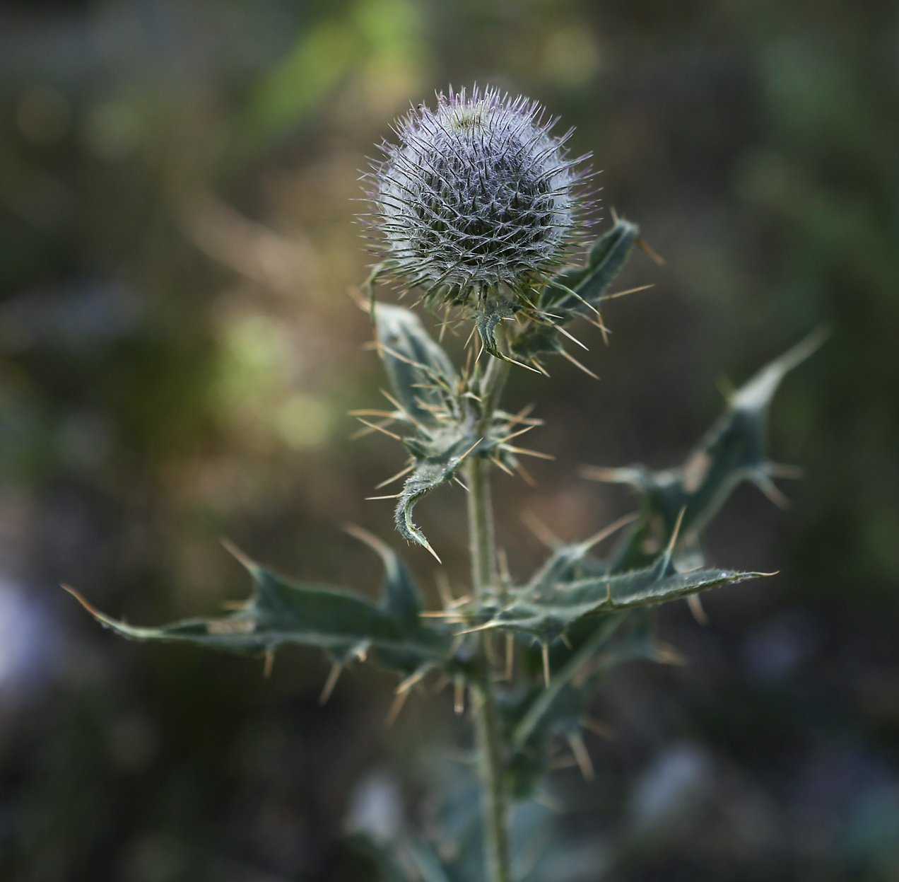 Изображение особи Cirsium laniflorum.