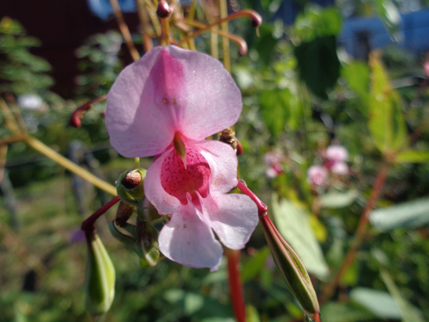 Image of Impatiens glandulifera specimen.