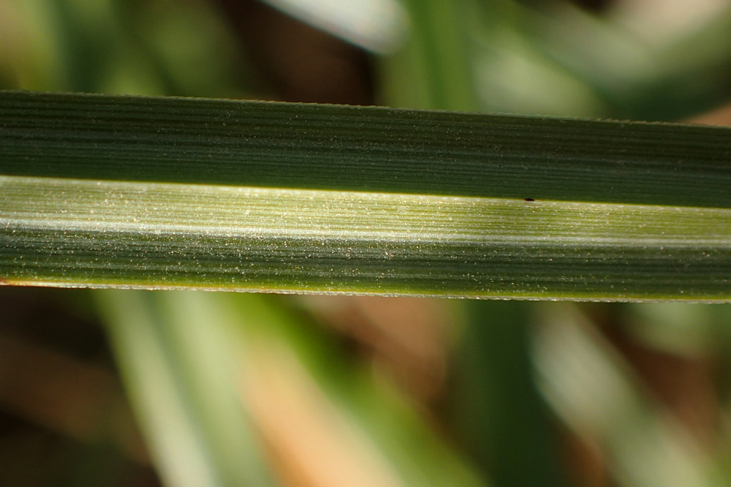 Image of Cyperus rotundus specimen.