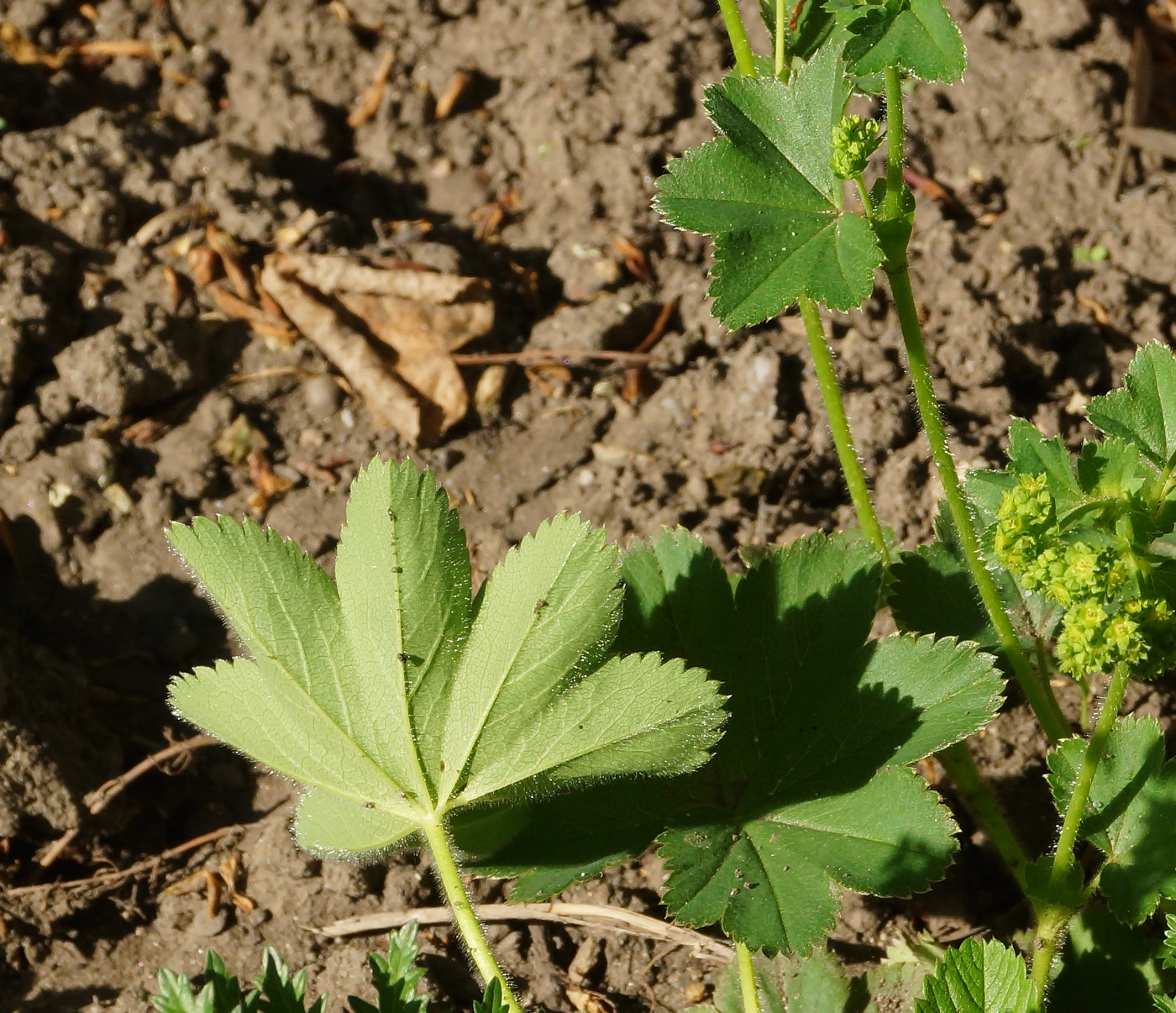 Image of Alchemilla xanthochlora specimen.