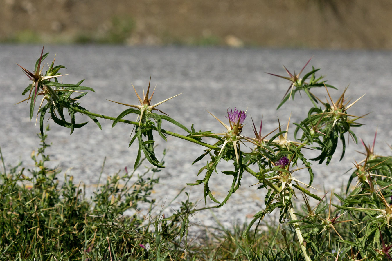 Image of Centaurea calcitrapa specimen.