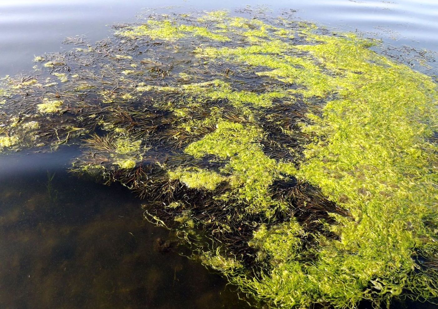 Image of Potamogeton macrocarpus specimen.