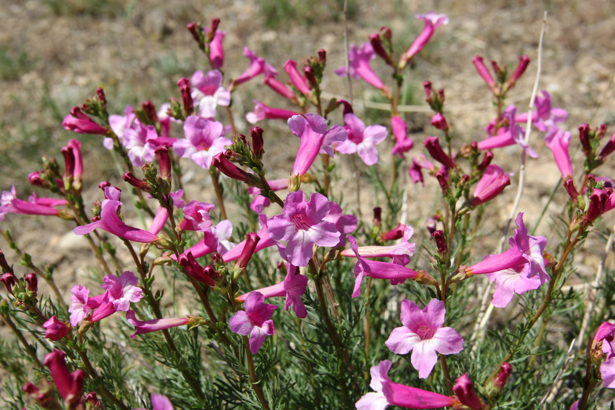 Image of Niedzwedzkia semiretschenskia specimen.