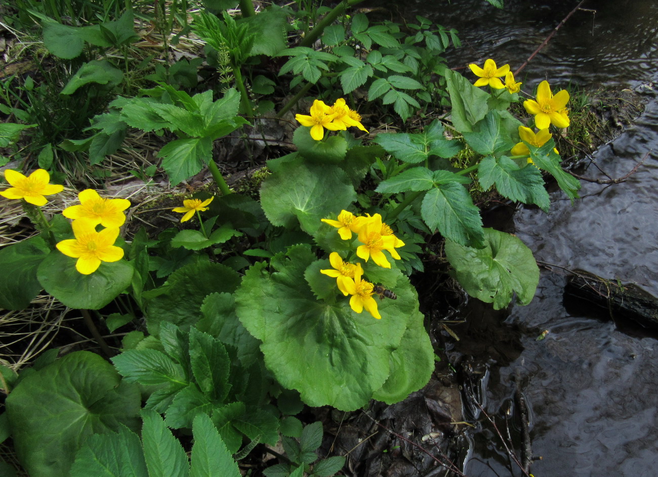 Изображение особи Caltha fistulosa.