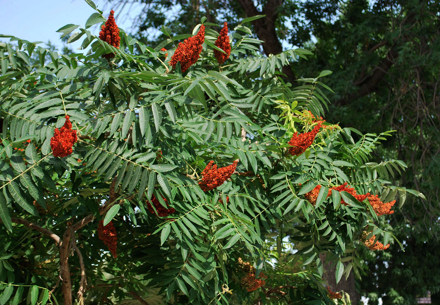 Image of Rhus glabra specimen.