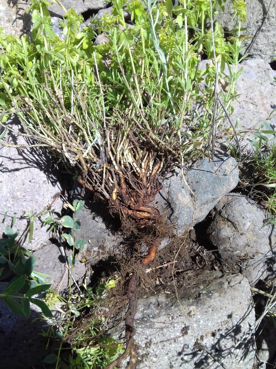 Image of Cruciata glabra specimen.