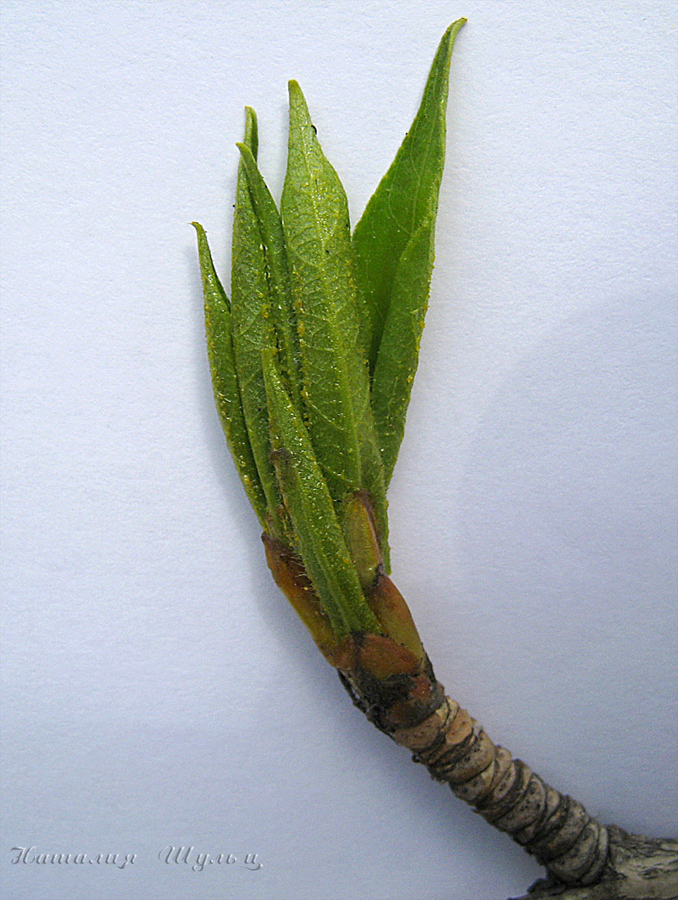 Image of Populus balsamifera specimen.