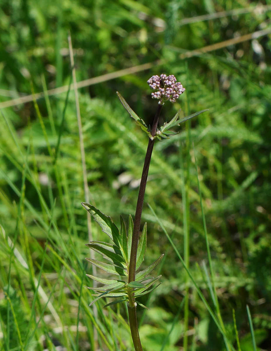 Изображение особи Valeriana dubia.