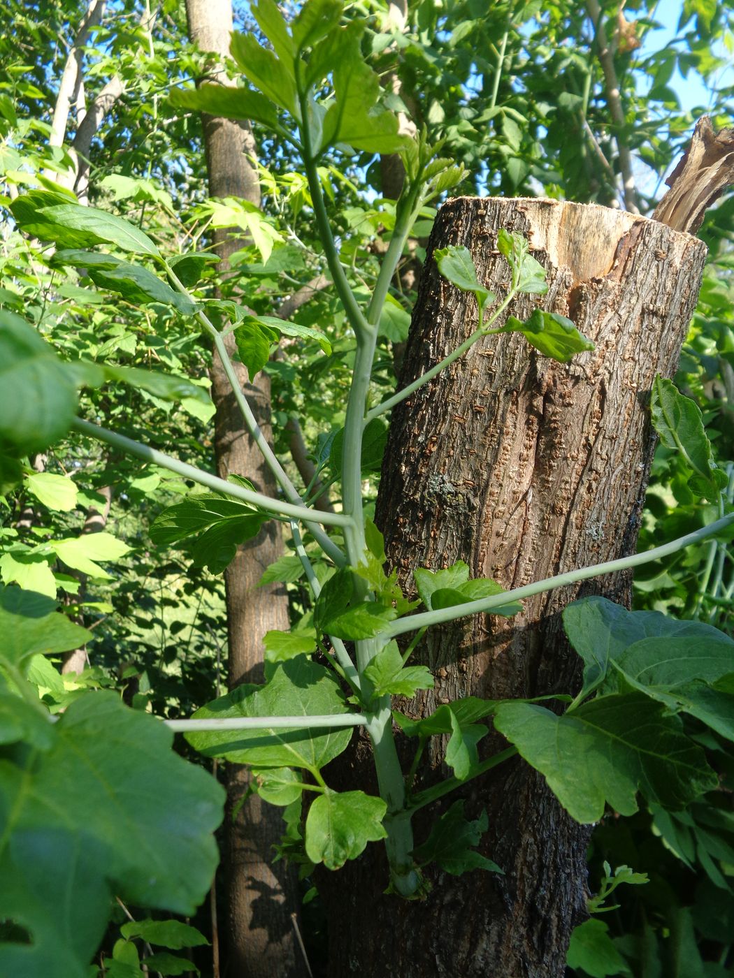 Image of Acer negundo specimen.