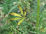 Cannabis sativa variety spontanea. Часть цветущей веточки; виден поражённый лист. Кабардино-Балкария, Эльбрусский р-н, окр. с. Бедык, ок. 900 м н.у.м., засорённая обочина дороги. 08.08.2018.