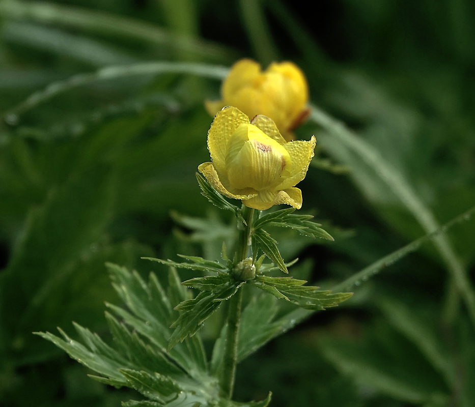 Image of Trollius europaeus specimen.