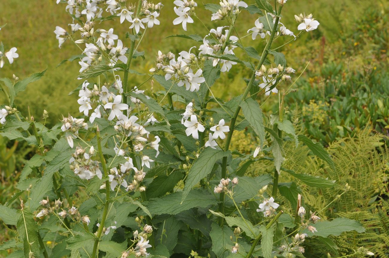 Image of Gadellia lactiflora specimen.