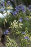 Polemonium caeruleum. Верхушка цветущего побега (культивар 'Brise d'Anjou'). Костромская обл., Судиславский р-н, дер. Антипино, в культуре. 01.07.2018.