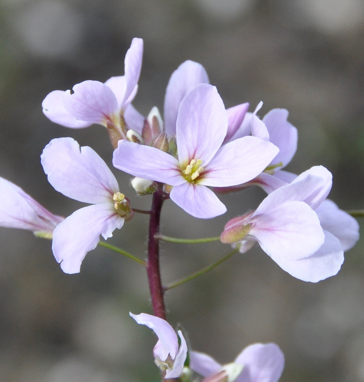 Image of Arabis purpurea specimen.