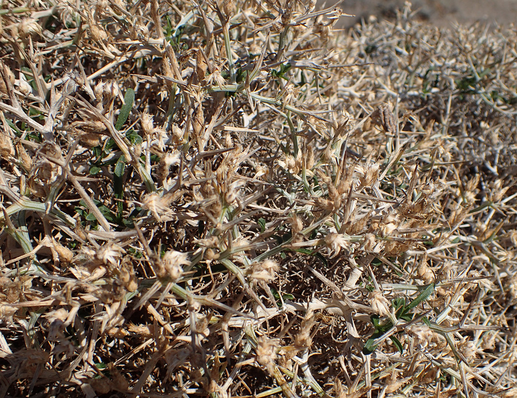 Image of Centaurea spinosa specimen.