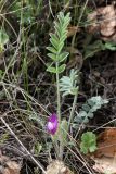 Astragalus testiculatus