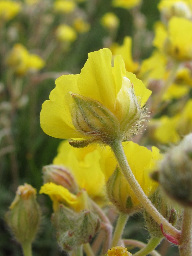 Image of Helianthemum orientale specimen.