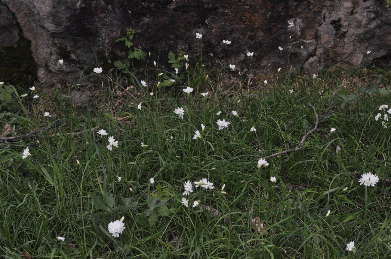 Image of Allium zebdanense specimen.