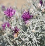 Centaurea akamantis