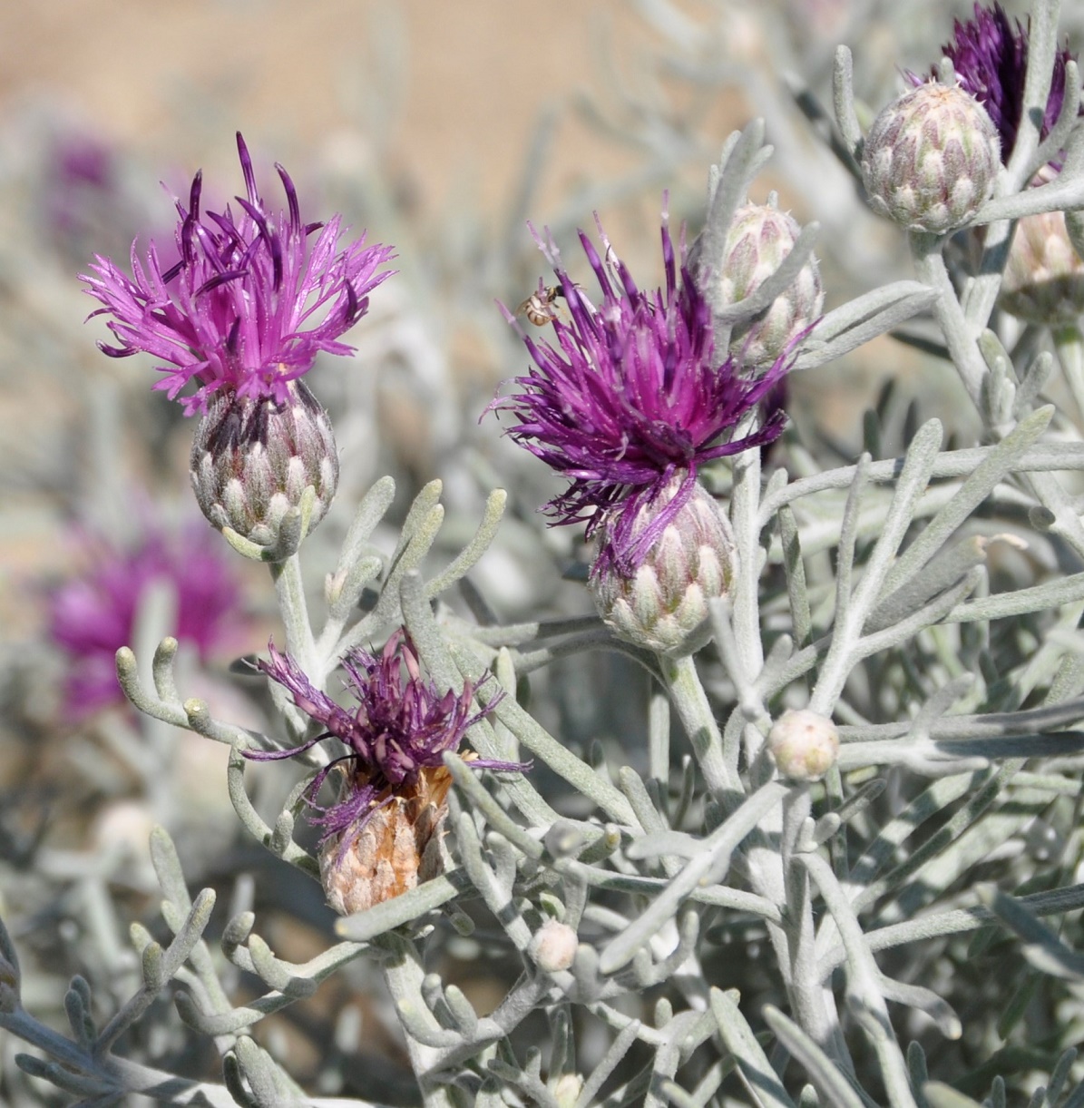 Image of Centaurea akamantis specimen.