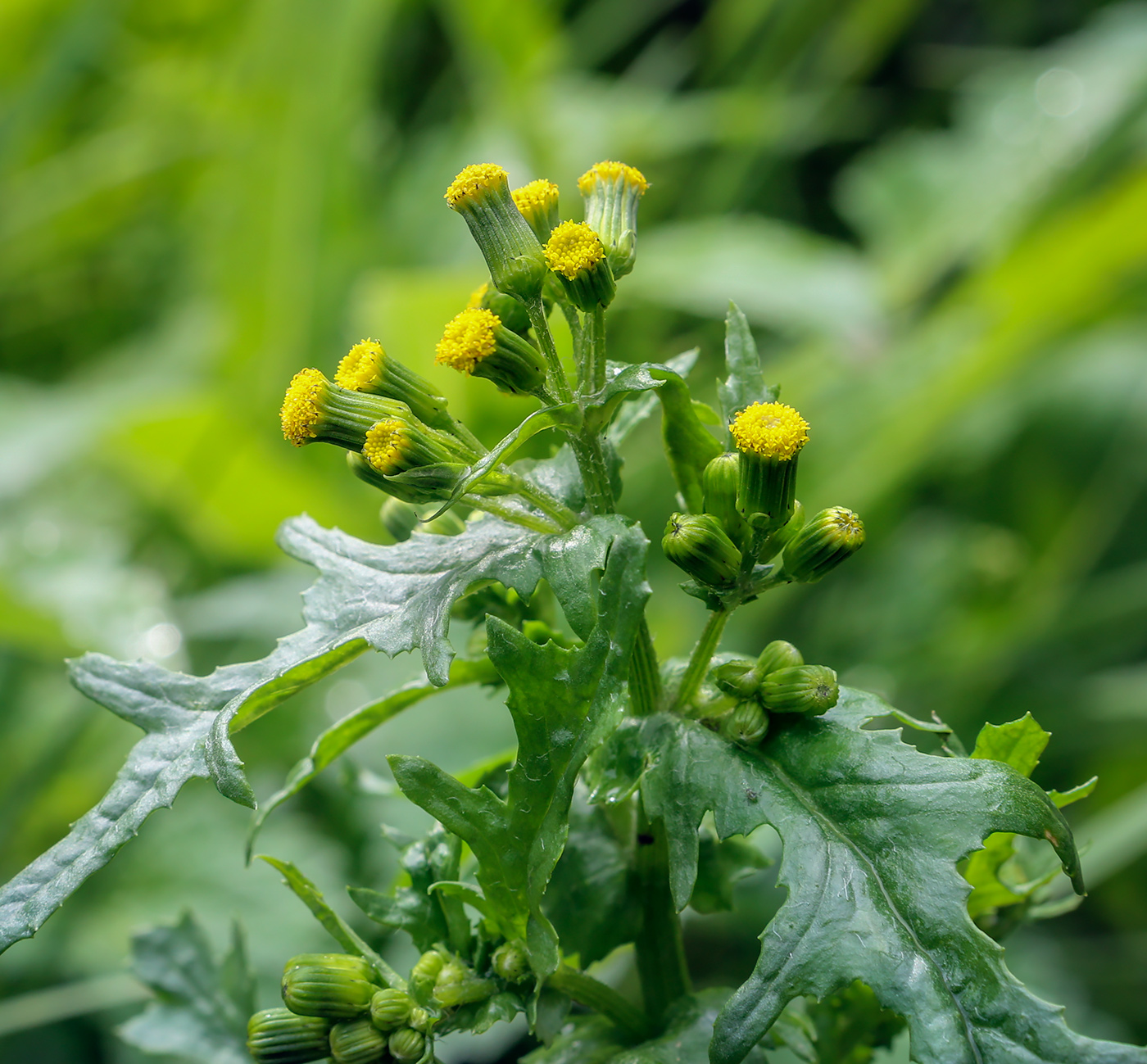 Image of Senecio vulgaris specimen.