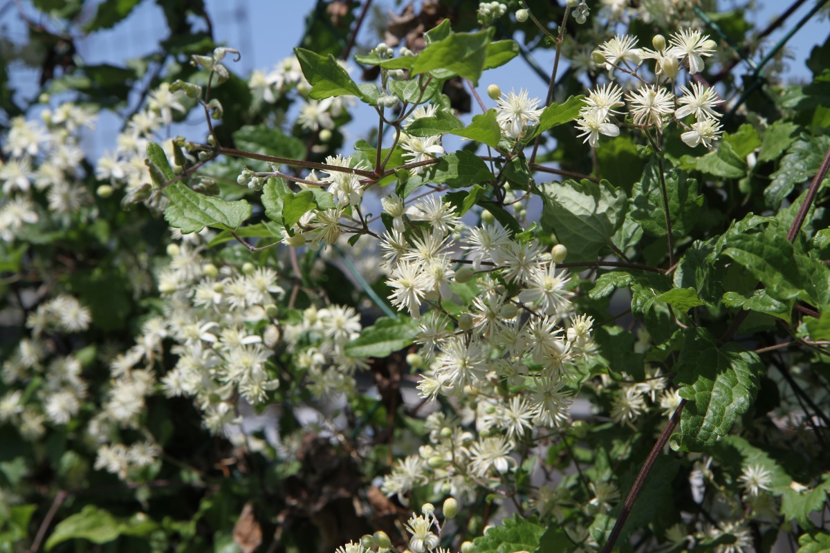 Image of Clematis vitalba specimen.