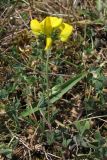 Lotus corniculatus. Цветущее растение. Крым, Байдарская долина. 30 июля 2010 г.