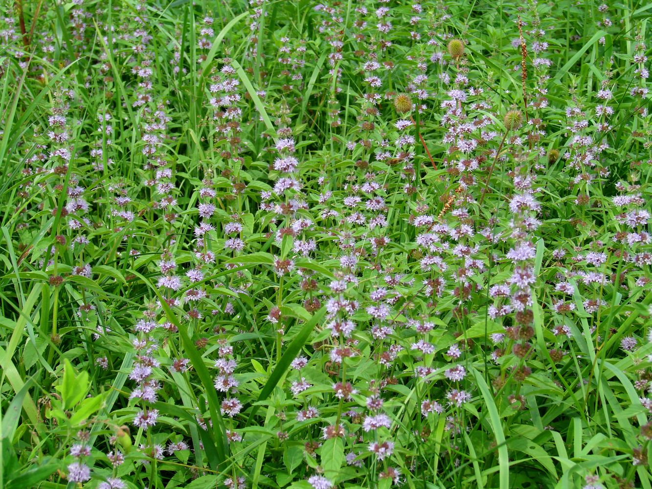 Image of Mentha arvensis specimen.