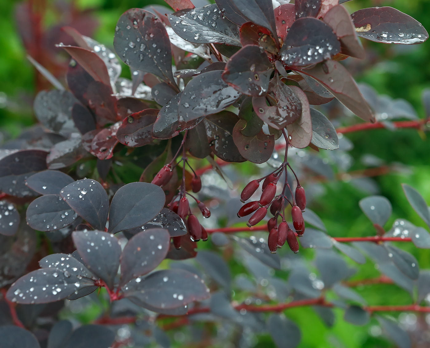 Image of Berberis &times; ottawensis specimen.